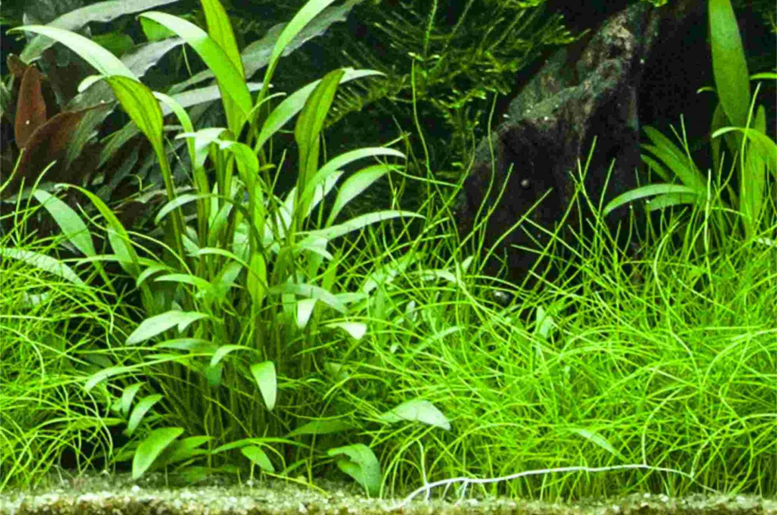 Willis Wasserkelch - Cryptocoryne x willisii, im Aquarium.